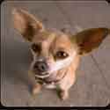 Guess The 90s Taco Bell Chihuahua